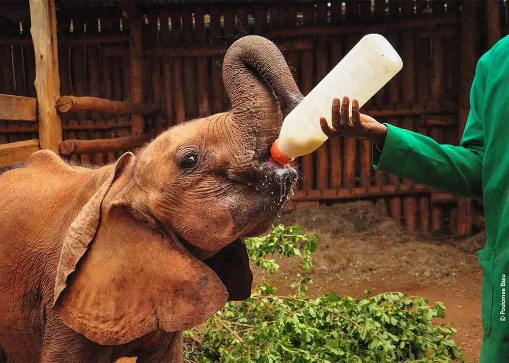 Kenya Wildlife Conservation & Culture