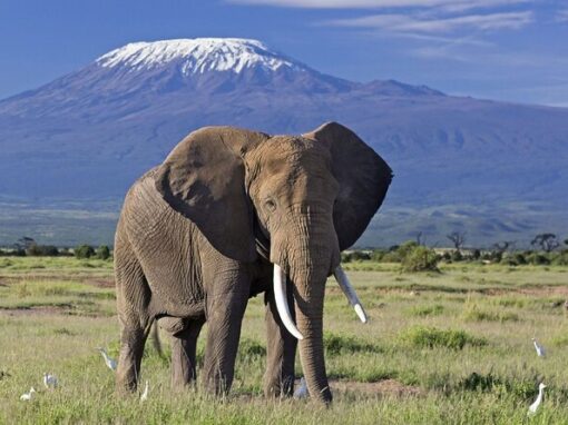 Tanzania: Where Adventure Meets Untamed Beauty